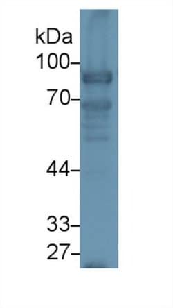 Invitrogen Nexilin Polyclonal Antibody 200 &mu;L; Unconjugated:Antibodies,