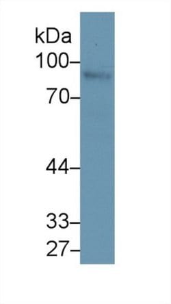 Invitrogen Nexilin Polyclonal Antibody 200 &mu;L; Unconjugated:Antibodies,