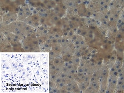 Invitrogen NNMT Polyclonal Antibody 20 &mu;L; Unconjugated:Antibodies,