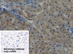 Invitrogen NNMT Polyclonal Antibody 20 &mu;L; Unconjugated:Antibodies,