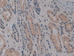 Invitrogen NOSIP Polyclonal Antibody 200 &mu;L; Unconjugated:Antibodies,
