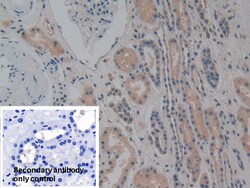 Invitrogen NOSIP Polyclonal Antibody 20 &mu;L; Unconjugated:Antibodies,