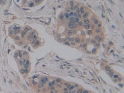 Invitrogen NOSIP Polyclonal Antibody 200 &mu;L; Unconjugated:Antibodies,