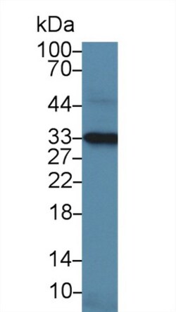 Invitrogen NOSIP Polyclonal Antibody 200 &mu;L; Unconjugated:Antibodies,