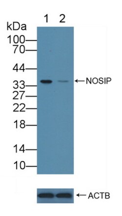Invitrogen NOSIP Polyclonal Antibody 200 &mu;L; Unconjugated:Antibodies,
