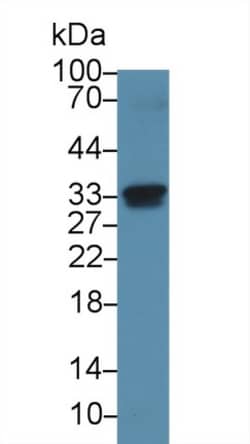 Invitrogen NOSIP Polyclonal Antibody 200 &mu;L; Unconjugated:Antibodies,