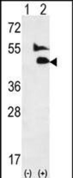 Invitrogen BMP9 Polyclonal Antibody 400 &mu;L; Unconjugated:Antikroppar