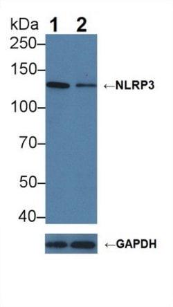 NLRP3 Polyclonal Antibody, Invitrogen 200 &mu;L; Unconjugated:Antibodies,