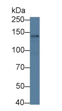 NLRP3 Polyclonal Antibody, Invitrogen 200 &mu;L; Unconjugated:Antibodies,