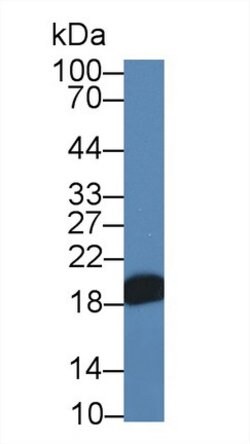 Invitrogen NME3 Polyclonal Antibody 20 &mu;L; Unconjugated:Antibodies,