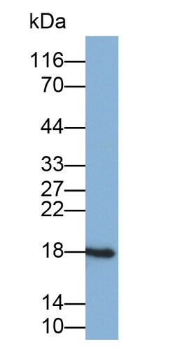 Invitrogen NME3 Polyclonal Antibody 20 &mu;L; Unconjugated:Antibodies,