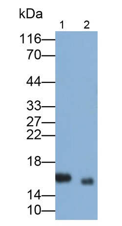 Invitrogen NME3 Polyclonal Antibody 20 &mu;L; Unconjugated:Antibodies,