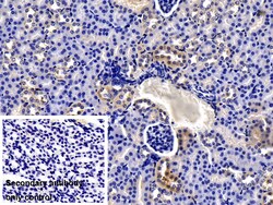 Invitrogen NOTCH2NL Polyclonal Antibody:Antibodies:Primary Antibodies
