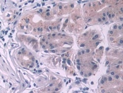 Invitrogen NOTCH2NL Polyclonal Antibody 200 &mu;L; Unconjugated:Antibodies,