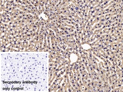 Invitrogen NOTCH2NL Polyclonal Antibody:Antibodies:Primary Antibodies