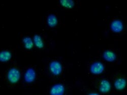 Invitrogen NPM1 Polyclonal Antibody 200 &mu;L; Unconjugated:Antibodies,
