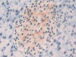 Invitrogen NPM1 Polyclonal Antibody 20 &mu;L; Unconjugated:Antibodies,