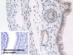 Invitrogen NPM1 Polyclonal Antibody 200 &mu;L; Unconjugated:Antibodies,