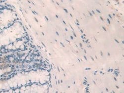 Invitrogen NPM1 Polyclonal Antibody 20 &mu;L; Unconjugated:Antibodies,