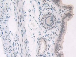 Invitrogen NPM1 Polyclonal Antibody 20 &mu;L; Unconjugated:Antibodies,
