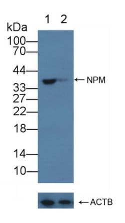 Invitrogen NPM1 Polyclonal Antibody 20 &mu;L; Unconjugated:Antibodies,