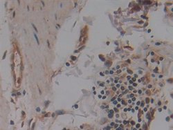 Invitrogen NUP155 Polyclonal Antibody 20 &mu;L; Unconjugated:Antibodies,