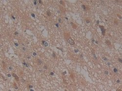 Invitrogen NUP155 Polyclonal Antibody 20 &mu;L; Unconjugated:Antibodies,
