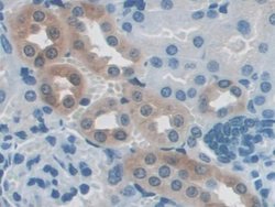 Invitrogen NXN Polyclonal Antibody 20 &mu;L; Unconjugated:Antibodies, Polyclonal