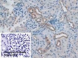 Invitrogen NXN Polyclonal Antibody 20 &mu;L; Unconjugated:Antibodies, Polyclonal