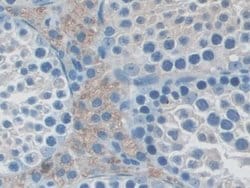 Invitrogen NXN Polyclonal Antibody 20 &mu;L; Unconjugated:Antibodies, Polyclonal