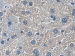Invitrogen NXN Polyclonal Antibody 20 &mu;L; Unconjugated:Antibodies, Polyclonal