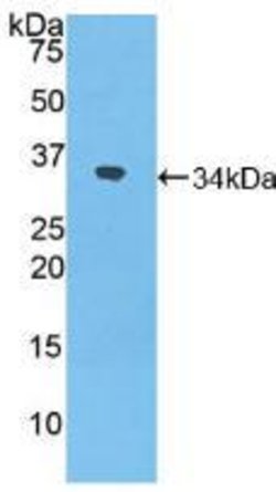 Invitrogen NXN Polyclonal Antibody 20 &mu;L; Unconjugated:Antibodies, Polyclonal