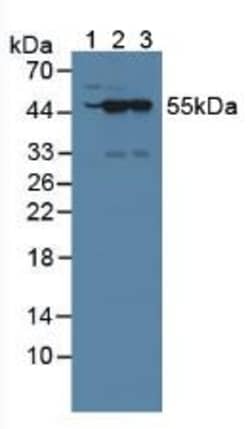 Invitrogen NXN Polyclonal Antibody 20 &mu;L; Unconjugated:Antibodies, Polyclonal