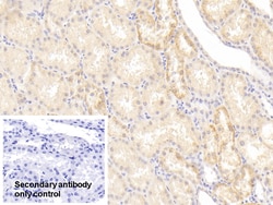 Invitrogen NUMB Polyclonal Antibody 200 &mu;L; Unconjugated:Antibodies,
