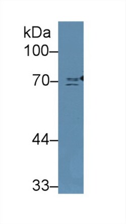 Invitrogen NUMB Polyclonal Antibody:Antibodies:Primary Antibodies