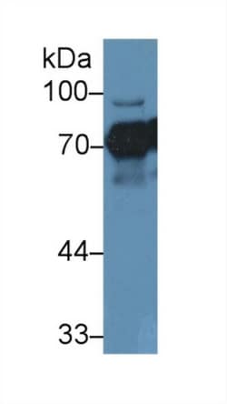 Invitrogen NUMB Polyclonal Antibody:Antibodies:Primary Antibodies