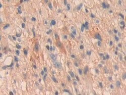Invitrogen OIT3 Polyclonal Antibody 20 &mu;L; Unconjugated:Antibodies,