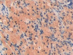 Invitrogen OIT3 Polyclonal Antibody 20 &mu;L; Unconjugated:Antibodies,