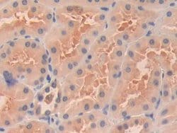 Invitrogen OIT3 Polyclonal Antibody 20 &mu;L; Unconjugated:Antibodies,