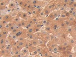Invitrogen OIT3 Polyclonal Antibody 20 &mu;L; Unconjugated:Antibodies,