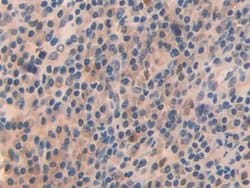 Invitrogen OIT3 Polyclonal Antibody 20 &mu;L; Unconjugated:Antibodies,