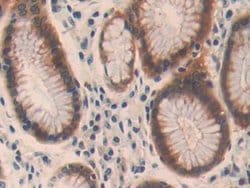 Invitrogen OIT3 Polyclonal Antibody 20 &mu;L; Unconjugated:Antibodies,