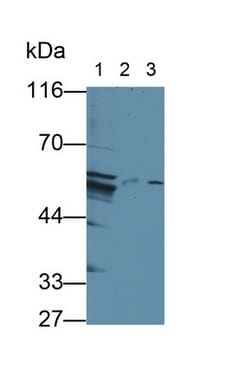 Invitrogen OIT3 Polyclonal Antibody 20 &mu;L; Unconjugated:Antibodies,