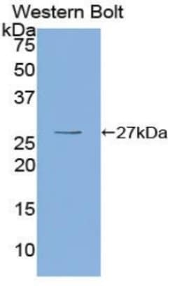 Invitrogen OIT3 Polyclonal Antibody 20 &mu;L; Unconjugated:Antibodies,