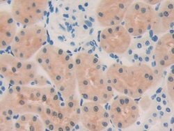 Invitrogen OIT3 Polyclonal Antibody:Antibodies:Primary Antibodies