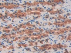 Invitrogen OIT3 Polyclonal Antibody:Antibodies:Primary Antibodies