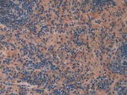 Invitrogen OIT3 Polyclonal Antibody:Antibodies:Primary Antibodies