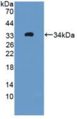 Invitrogen OIT3 Polyclonal Antibody:Antibodies:Primary Antibodies