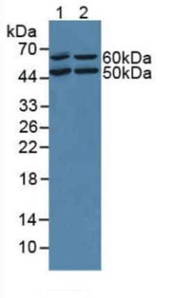 Invitrogen OIT3 Polyclonal Antibody 20 &mu;L; Unconjugated:Anticuerpos