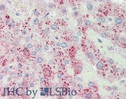 Invitrogen ORM2 Polyclonal Antibody 200 &mu;L; Unconjugated:Antibodies,